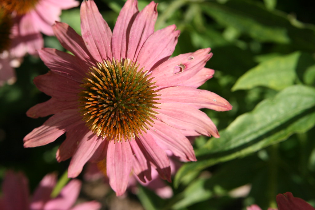 Cover (77).jpg